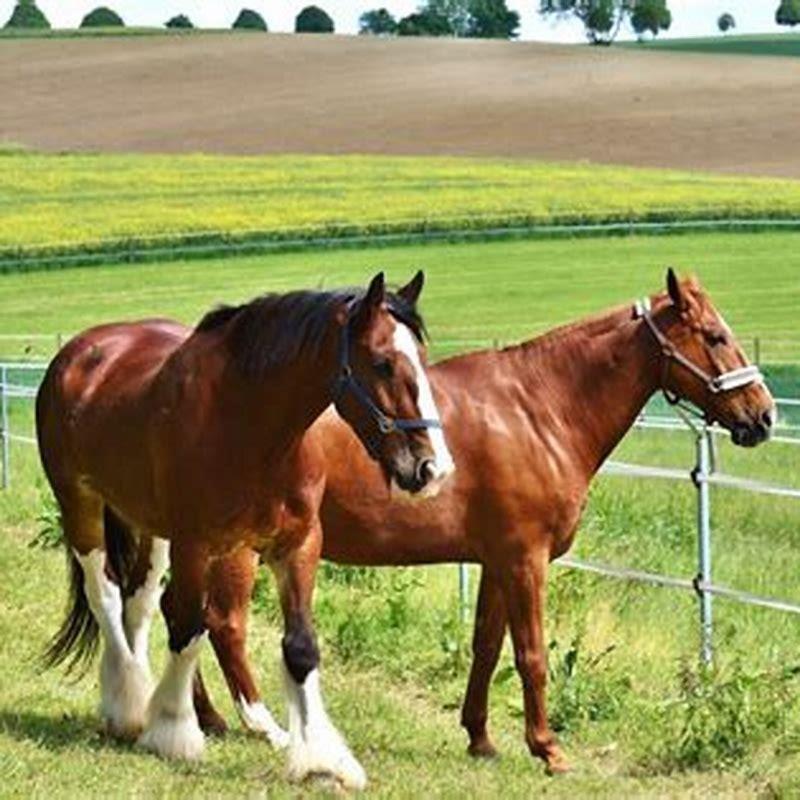 How long is horse breeding season?