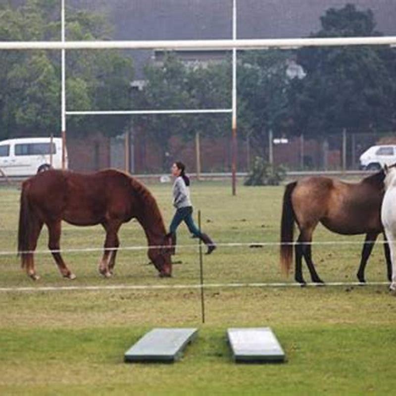 How long will it take to bond with my new horse?