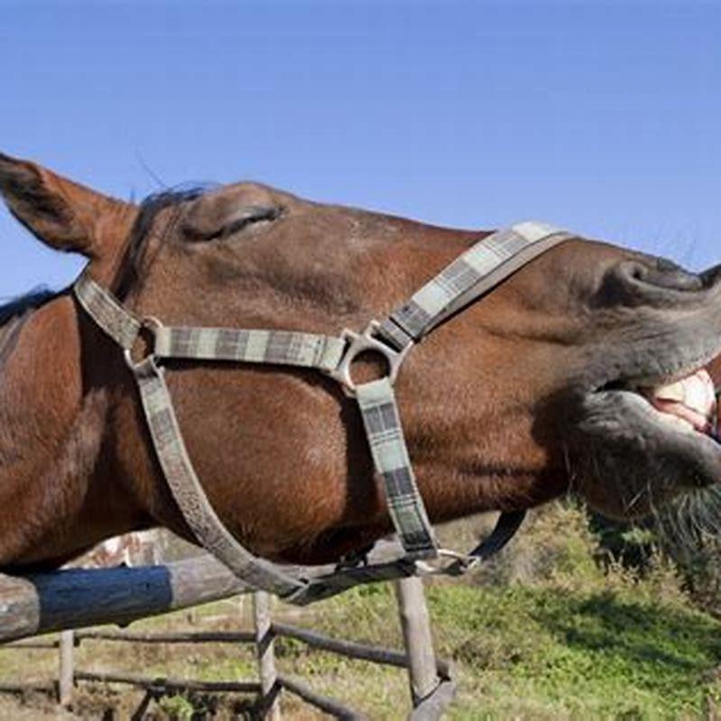 How many apples should you give a horse?