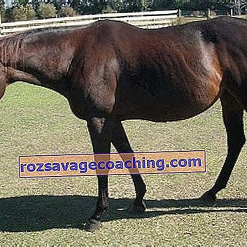 How many days can a horse be pregnant?