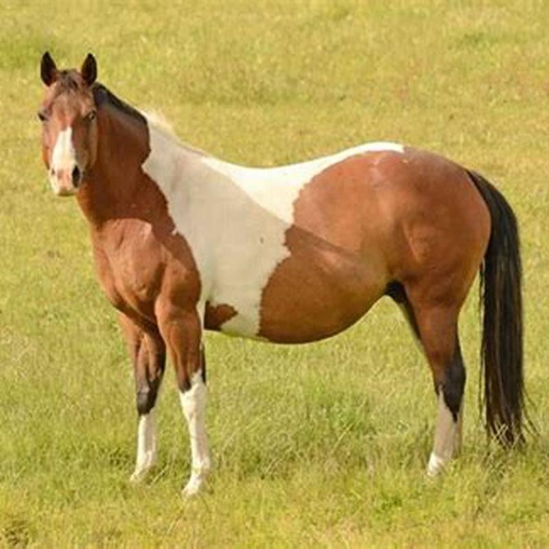 pregnancy-stages-in-horses-animals-mom-me