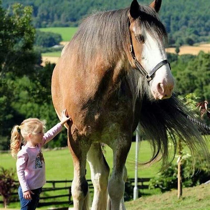 How many hands high are Clydesdale horses?