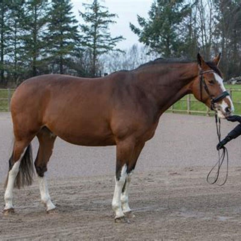 How many holes does a horse have?