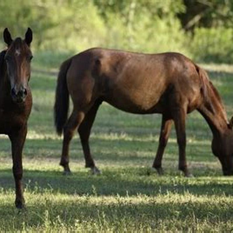 how-many-horses-are-in-a-place-diy-seattle