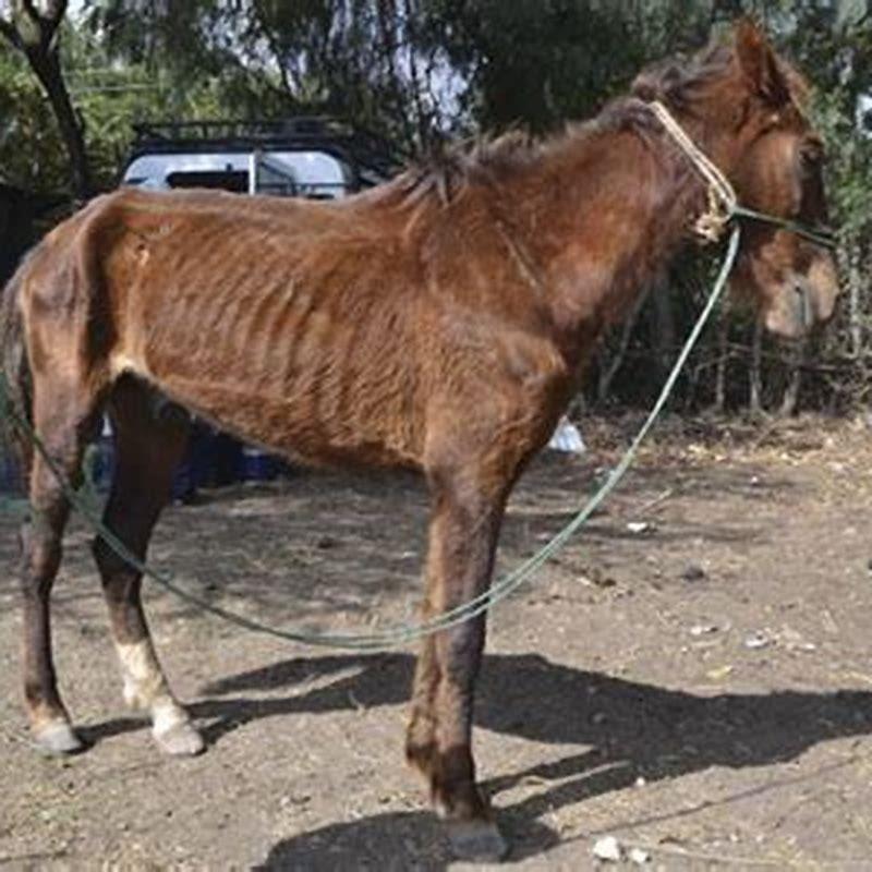How many horses are in Ethiopia?