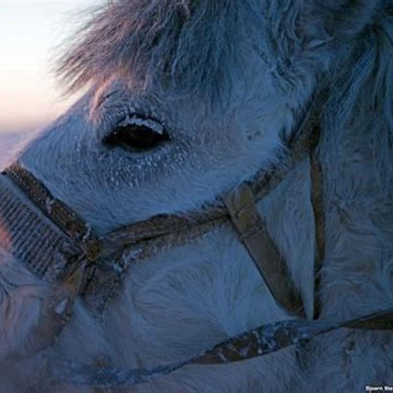 How many horses are in Russia?