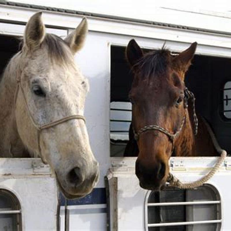 How Many Horses Can You Have On 10 Acres