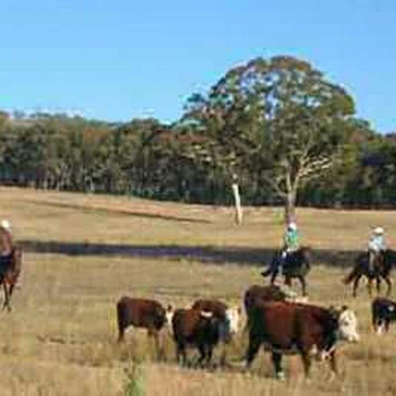 How Many Horses Can You Have Per Acre In NSW DIY Seattle