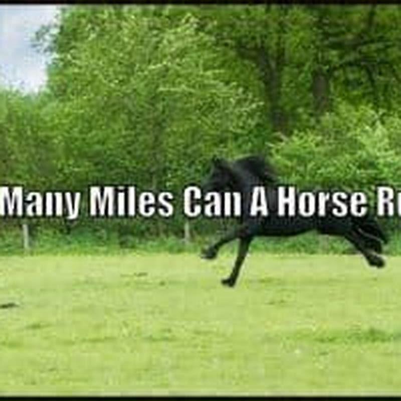 How many miles a day can a horse run? DIY Seattle