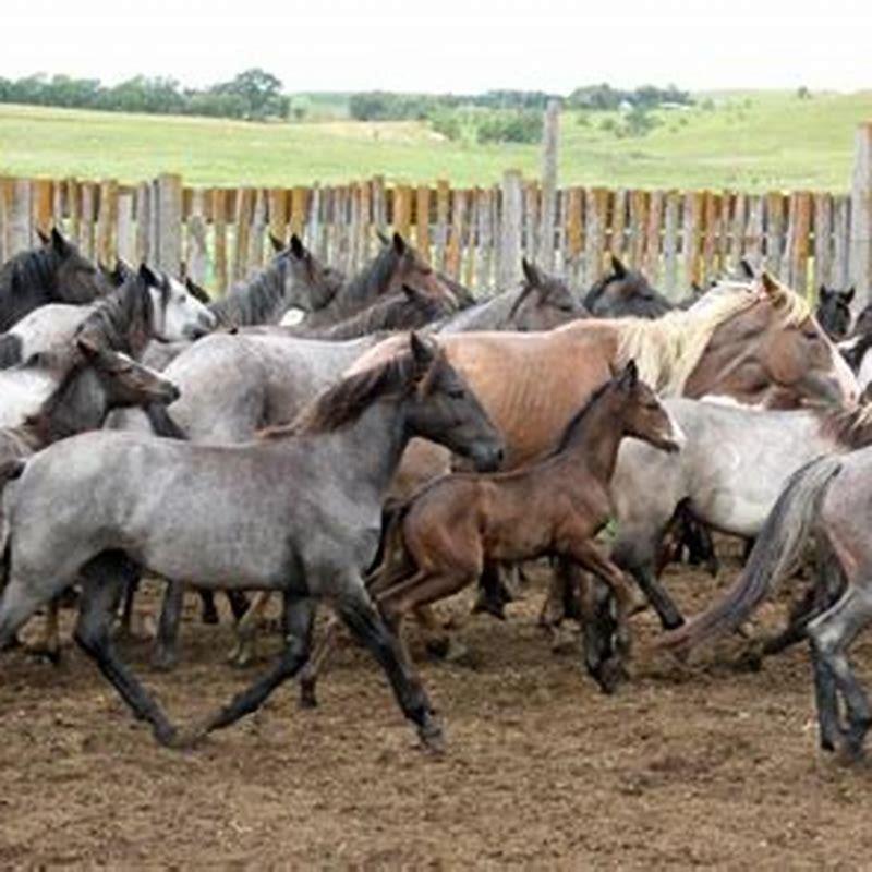 How many Nokota horses are there in the world?