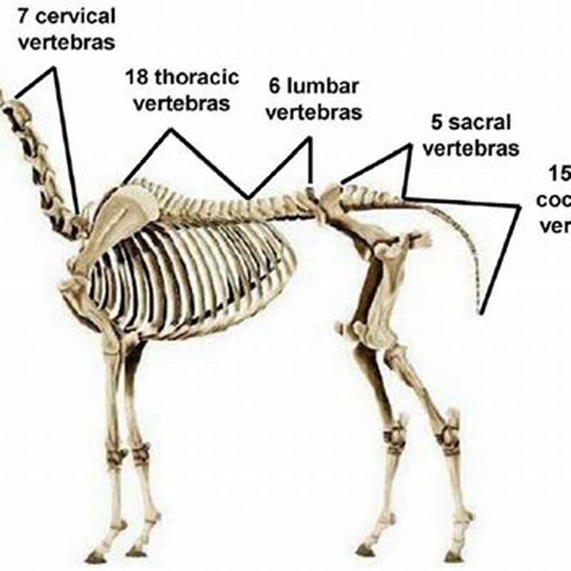 How many vertebrae does a horse tail have? - DIY Seattle