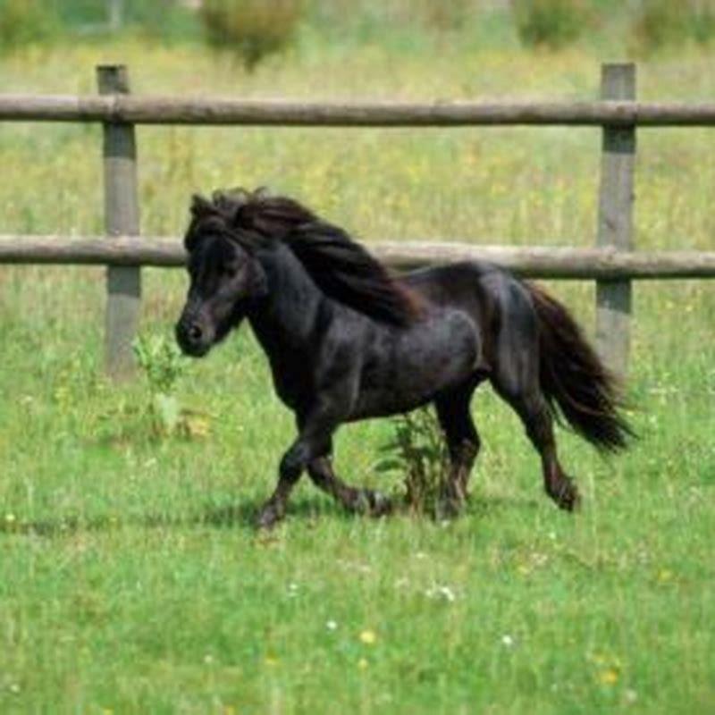 How many volts can a horse have?