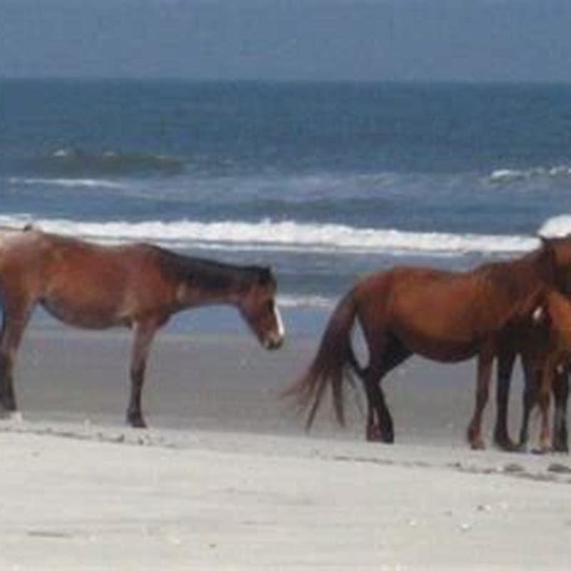 How many wild horses live on Cumberland Island? - DIY Seattle