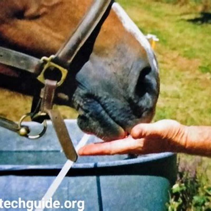 how-often-do-horses-need-worming-diy-seattle