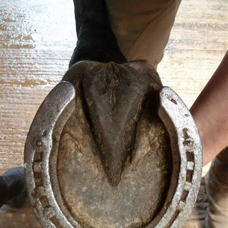 How often do you change the shoes on a horse?