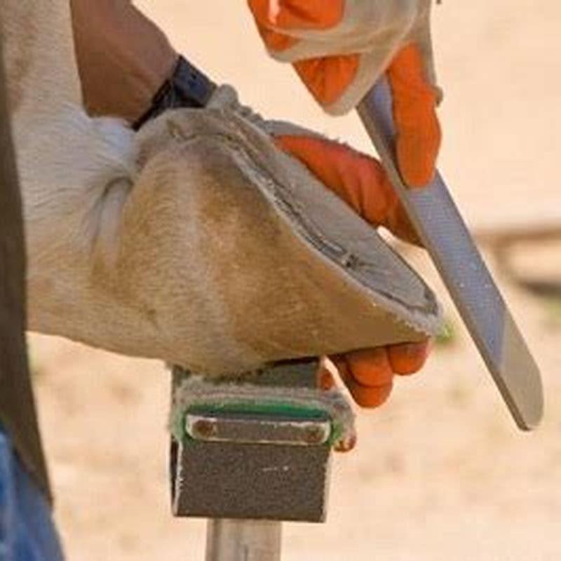 how-often-should-a-barefoot-horse-be-trimmed-diy-seattle