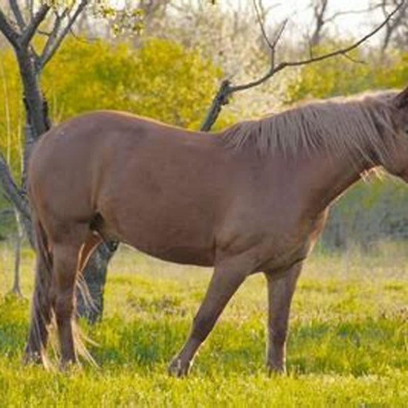 how-often-should-you-brush-a-horse-diy-seattle