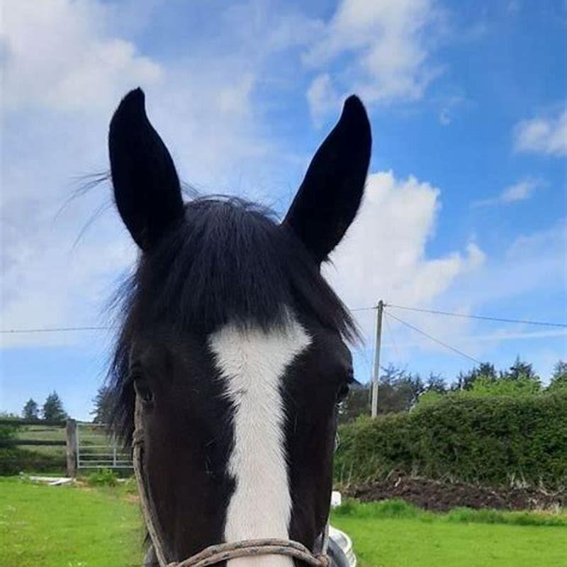 How old is a filly and colt?