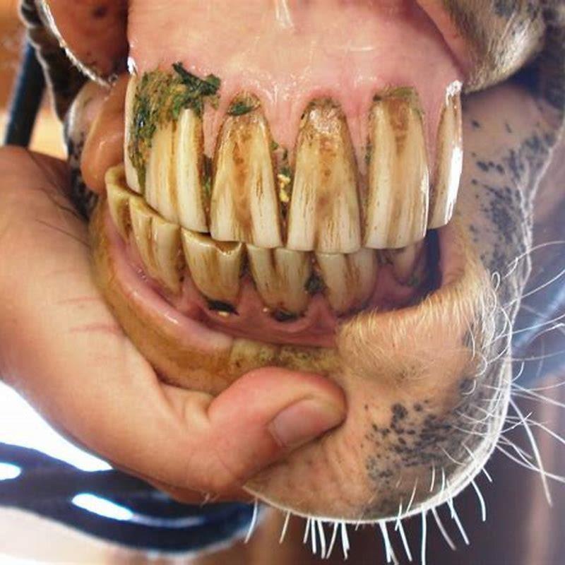 How old is my horse by teeth?