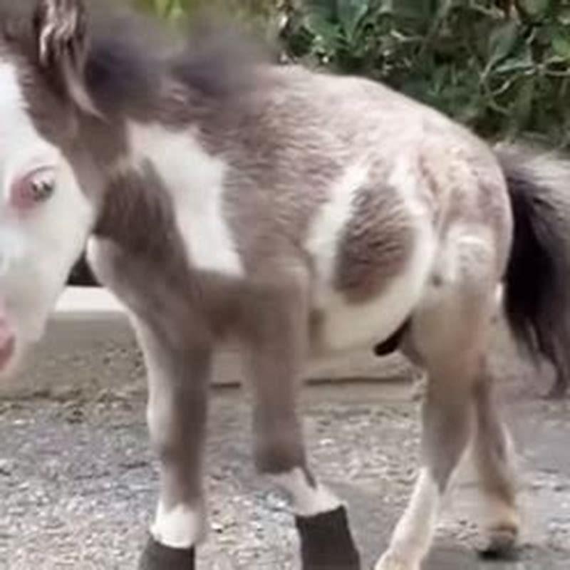 How old was Peabody The mini horse?