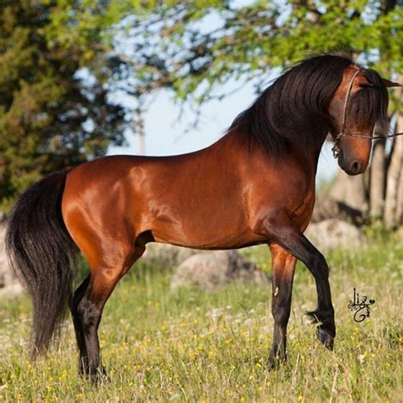 How rare are Hackney horses?