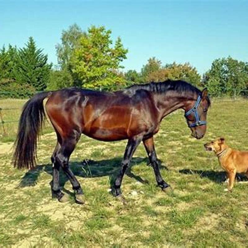 How Long After Hip Replacement Can You Ride A Horse