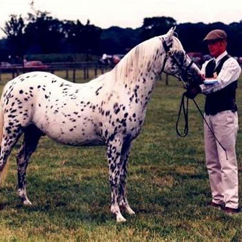 How tall are Jeju horses?