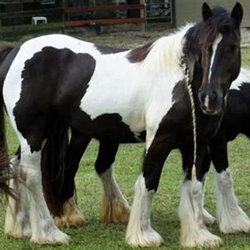 How tall is a Gypsy Vanner horse in feet? - DIY Seattle