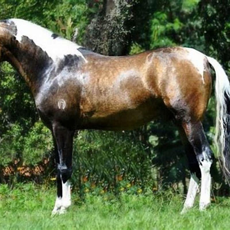 How tall is a Mangalarga Marchador?