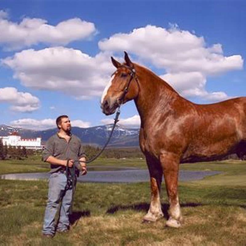 How tall is a Noriker horse?