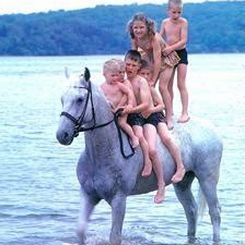 How tall is Snowman horse?