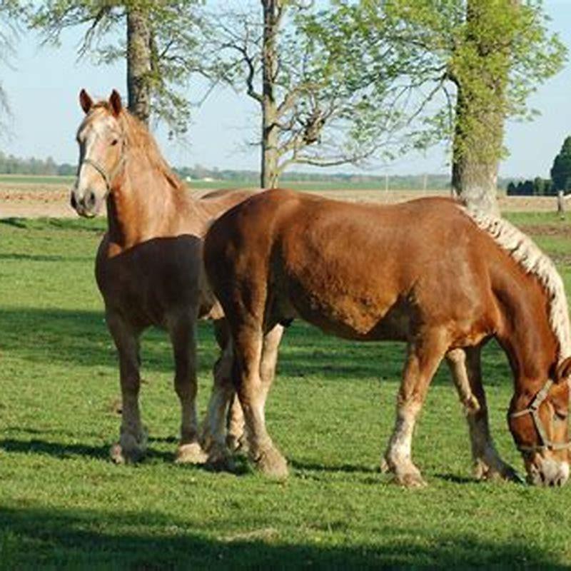 Is a Belgian draft horse bigger than a Clydesdale?