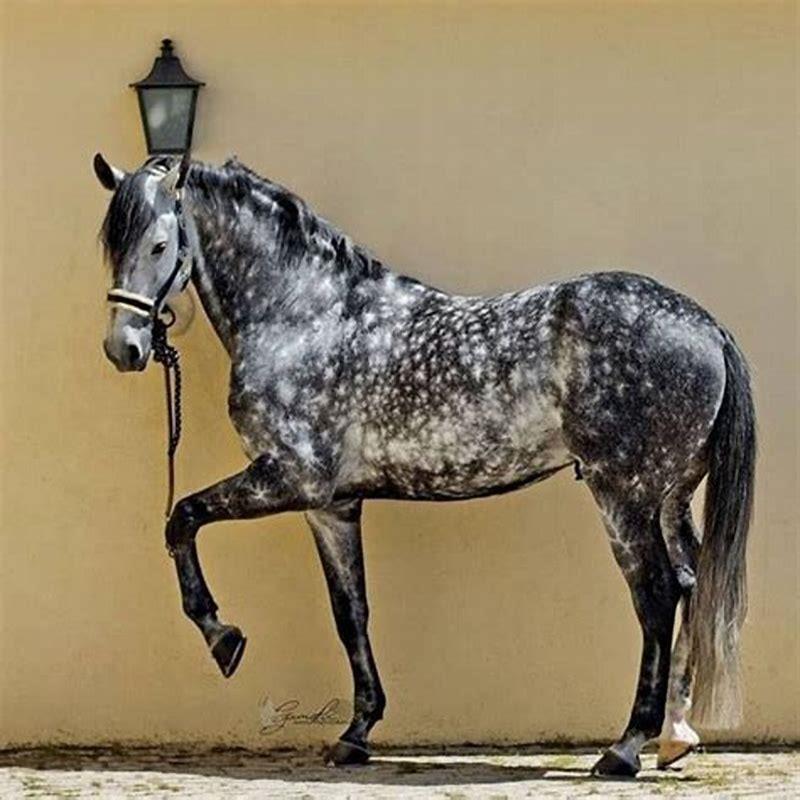 Is a dapple grey horse rare?