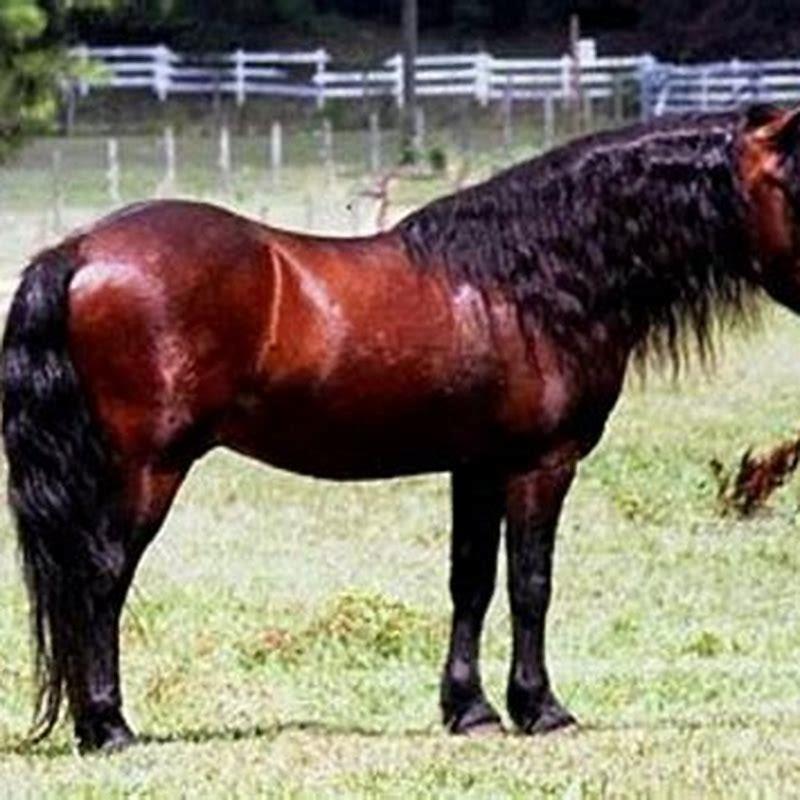 Is a Dartmoor pony a British pony breed?