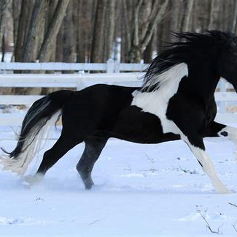 Is a Friesian horse a Warmblood?
