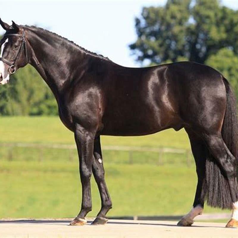 Is a Hanoverian a good horse?
