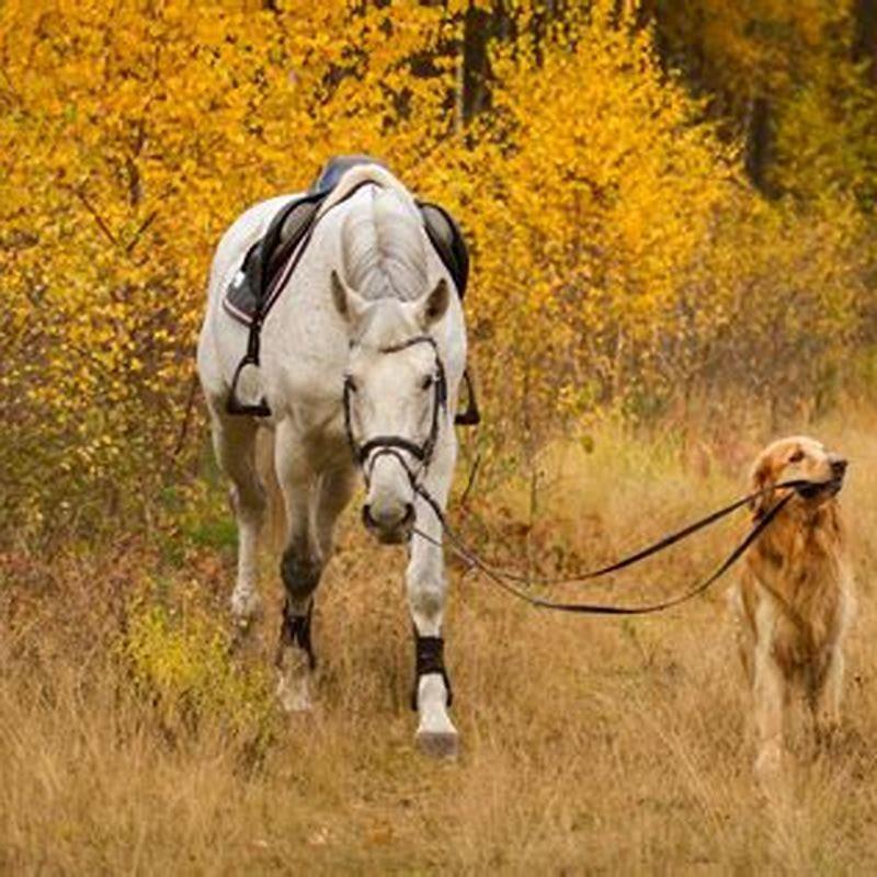 Is a horse smarter than a dog?