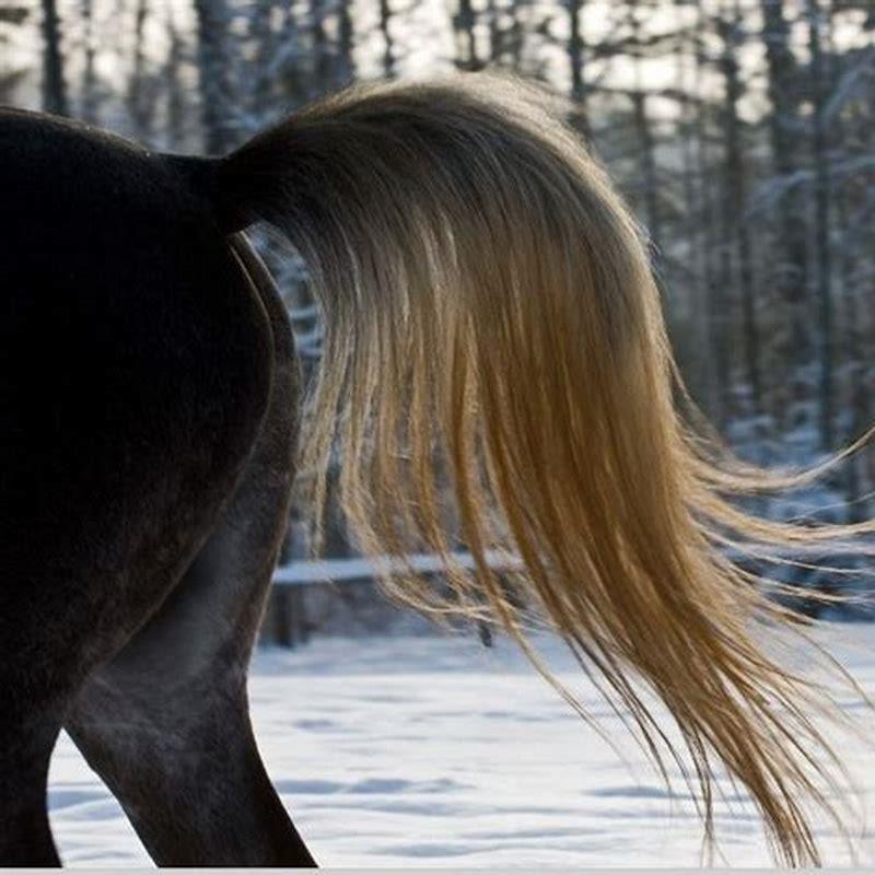 Is a horse tail just hair? - DIY Seattle