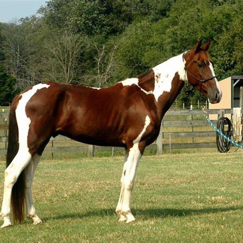 Is a horse walker good?