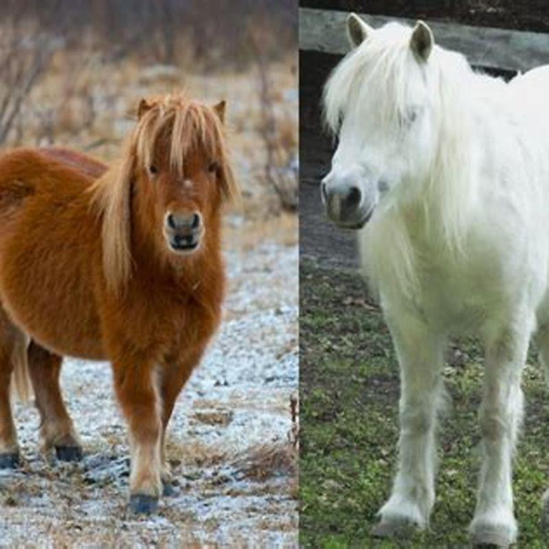 Is a miniature horse the same as a Shetland pony?