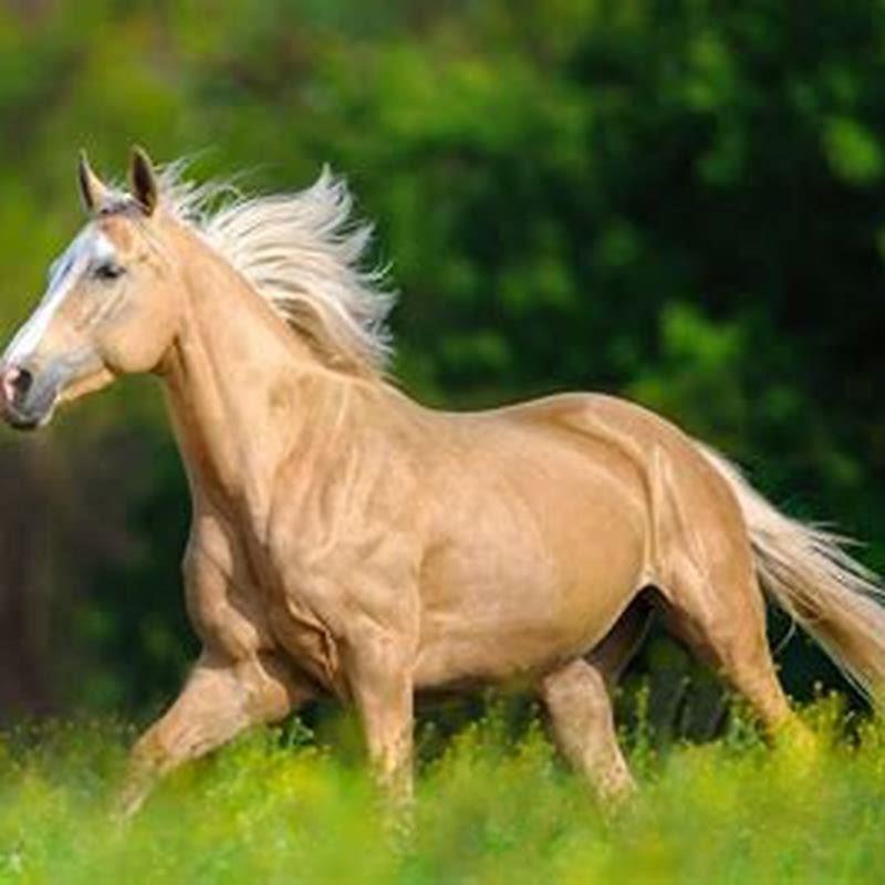 Is a palomino a purebred?