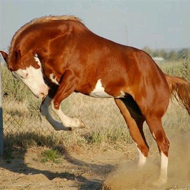 Is a pinto a good horse?