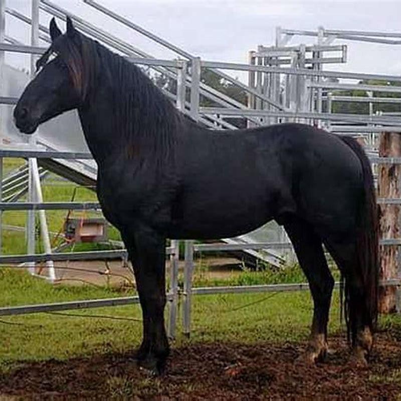 Is a Waler horse A warmblood?