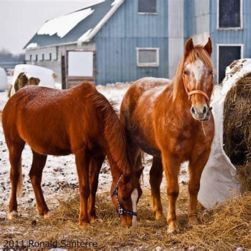 Is eating a horse illegal?