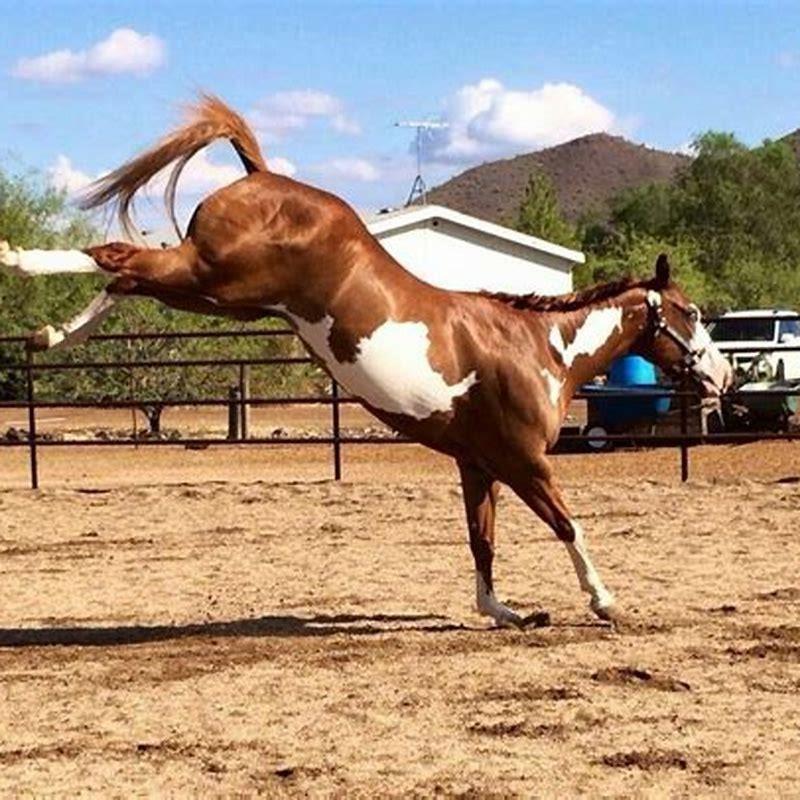 Is healthy as a horse a cliche?