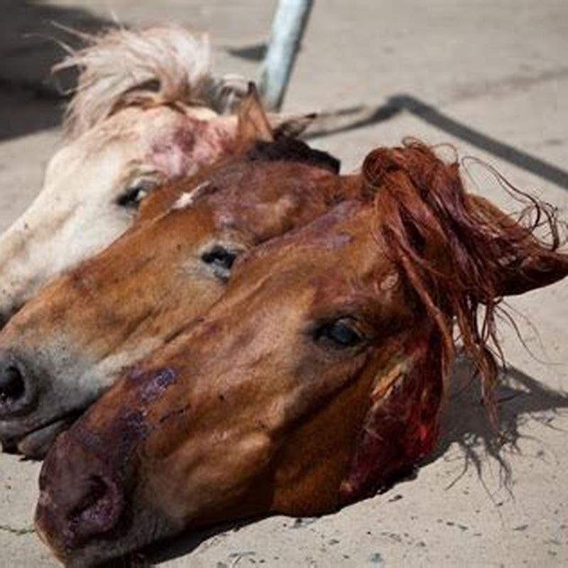 Is horse meat good eating?