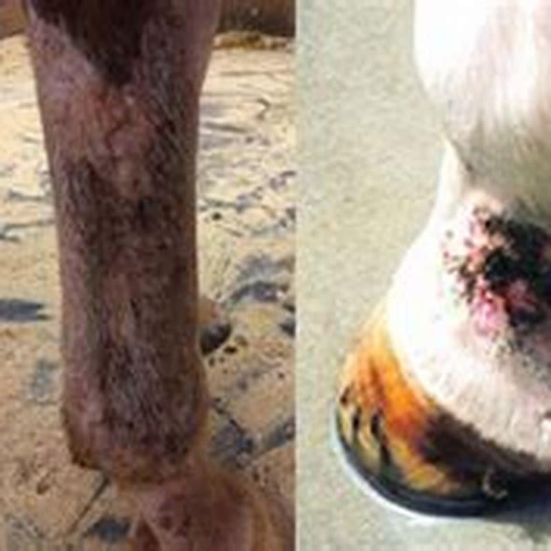 Is it common for a horse to break a leg?