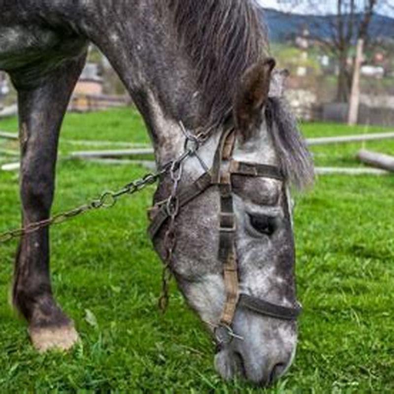 Is it cruel to hobble a horse?