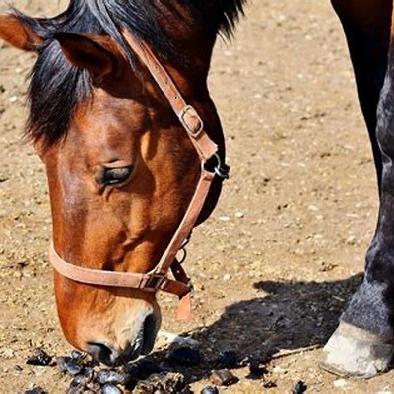 is-it-dangerous-for-dogs-to-eat-horse-poop-diy-seattle