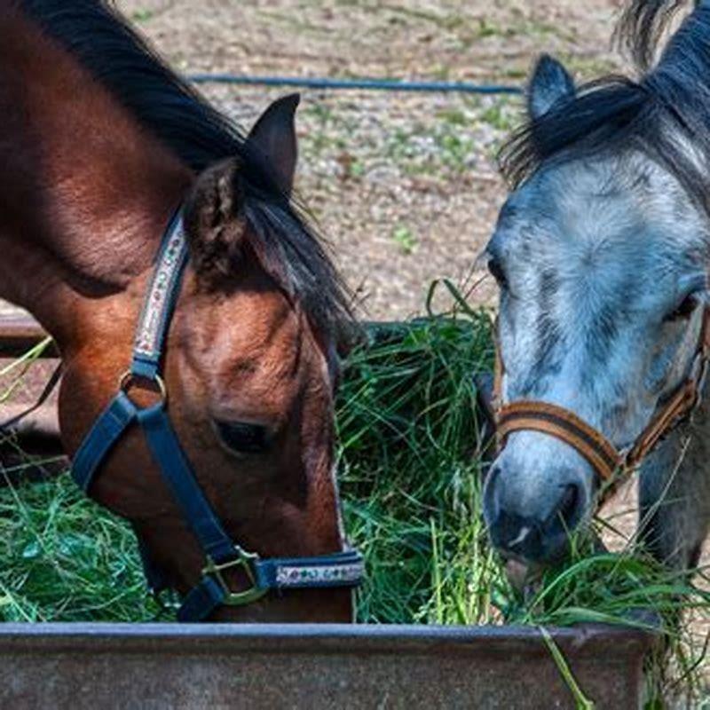Is It OK To Feed Your Horse Once A Day DIY Seattle